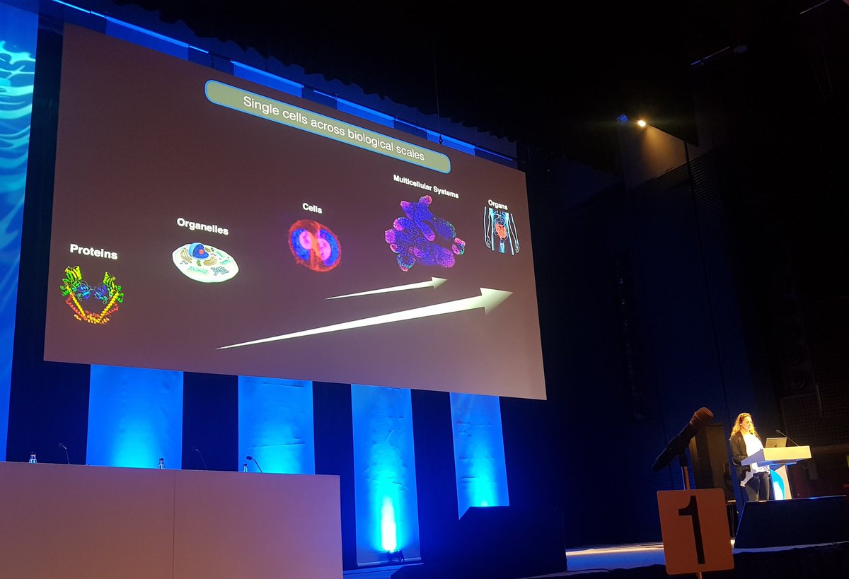 rli22's tweet photo. #Day2 #POL2023 kicks off w an excellent dynamic speaker @priscaliberali telling us all about #gut #organoids to understand the way the #intestinal #cell #populations differentiate and how the #symmetry breaks #tissue #geometry #Yap1 #singlecell #pipeline #criticalmass https://t.co/00nhKe0C08