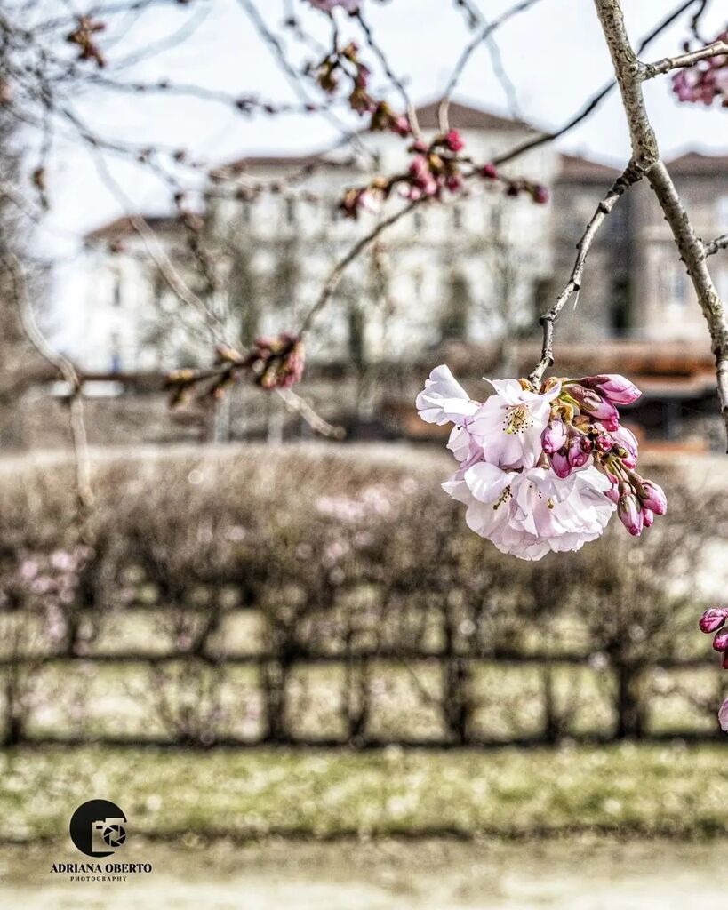 🌸 SPRING!! 🌸 

Everybidy is posting pics of the cherry blossoms at the Reggia, so why not... 😜 

#adrianaobertophotography #AO_032823
.
.
.
.
.
.
.
.
.
.
.
.
.
.
.
. 
#reggiadivenaria 
#AO_Torino
#residenzesabaude 
#ig_turin 
#meraviglieditalia
#giro… instagr.am/p/CqUwQ_ktuy-/