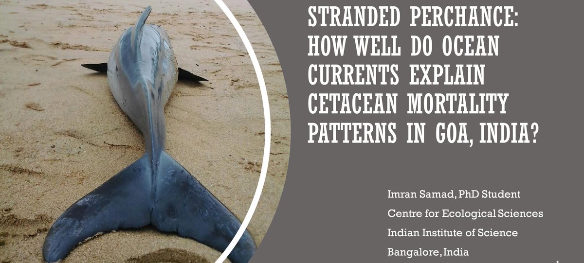 Want to learn about how ocean currents relate to cetacean strandings in Goa, India?
If you are attending #SCCS2023, join me in my talk tomorrow at 1640 hrs online or in person.

#Bycatch #dolphins