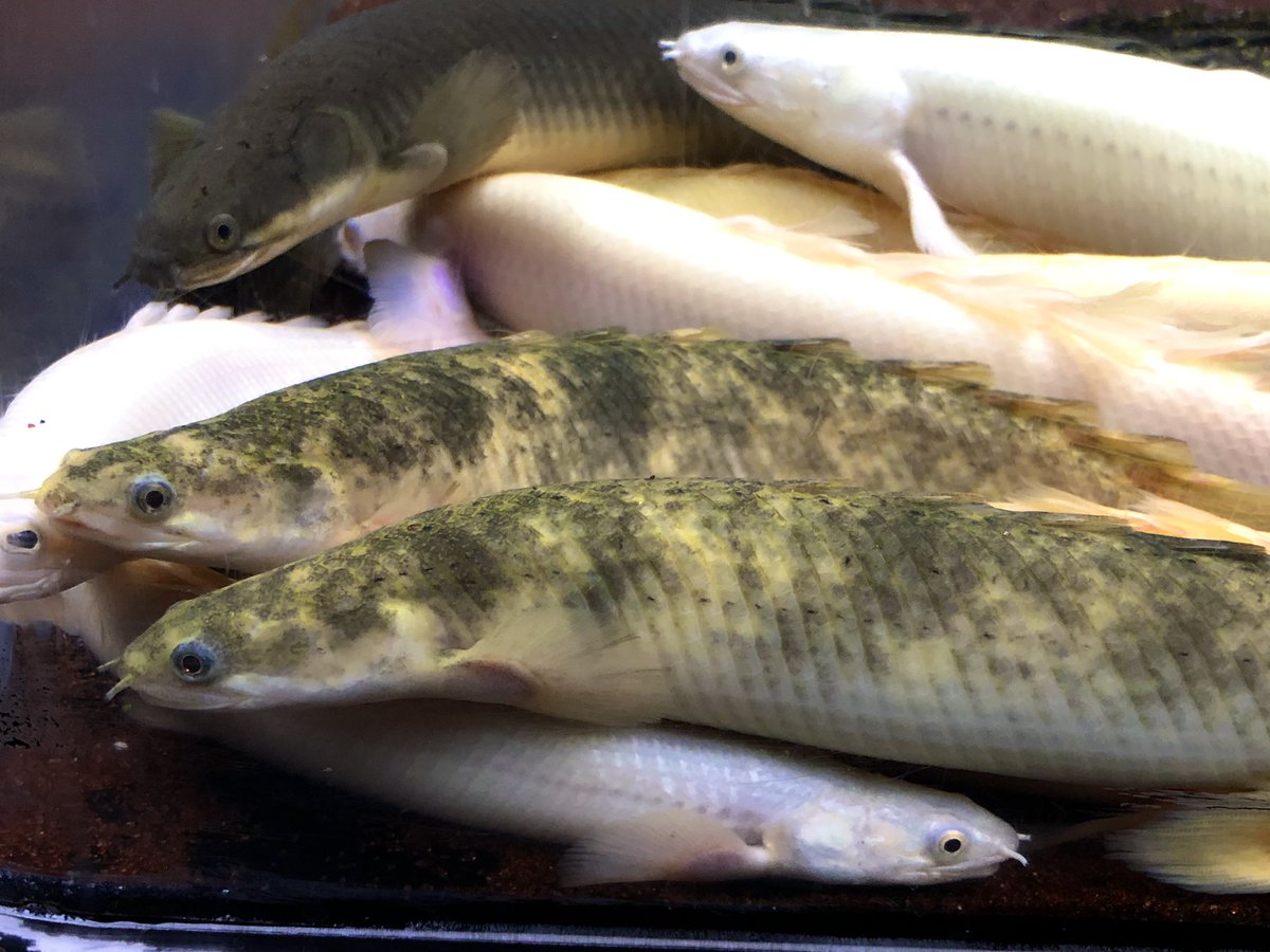 AncientHao's tweet image. Marbled senegalus #bichir #polypterus