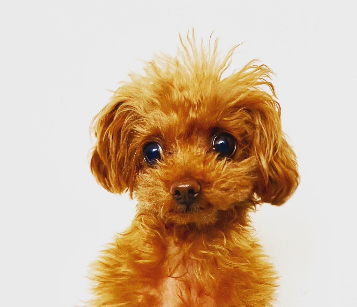 kuruminikaido's tweet photo. 百面相！
#トイプードル #ティーカッププードル #超小型犬 https://t.co/yGrBHkNy3q