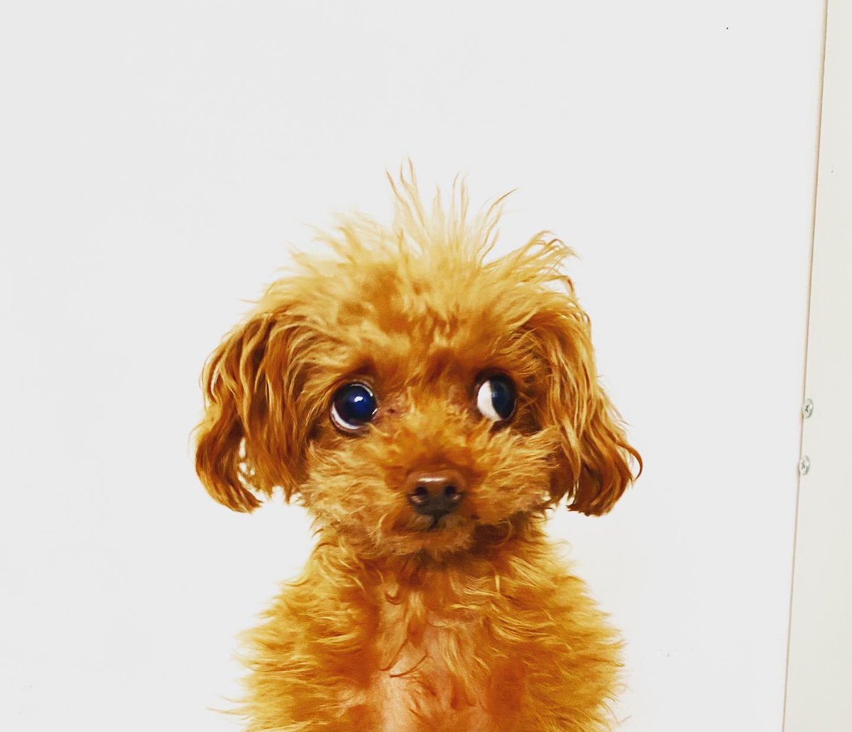 kuruminikaido's tweet photo. 百面相！
#トイプードル #ティーカッププードル #超小型犬 https://t.co/yGrBHkNy3q