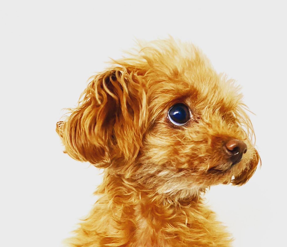 kuruminikaido's tweet photo. 百面相！
#トイプードル #ティーカッププードル #超小型犬 https://t.co/yGrBHkNy3q