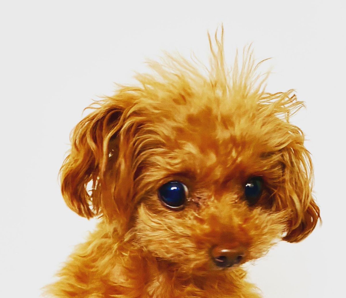 kuruminikaido's tweet photo. 百面相！
#トイプードル #ティーカッププードル #超小型犬 https://t.co/yGrBHkNy3q