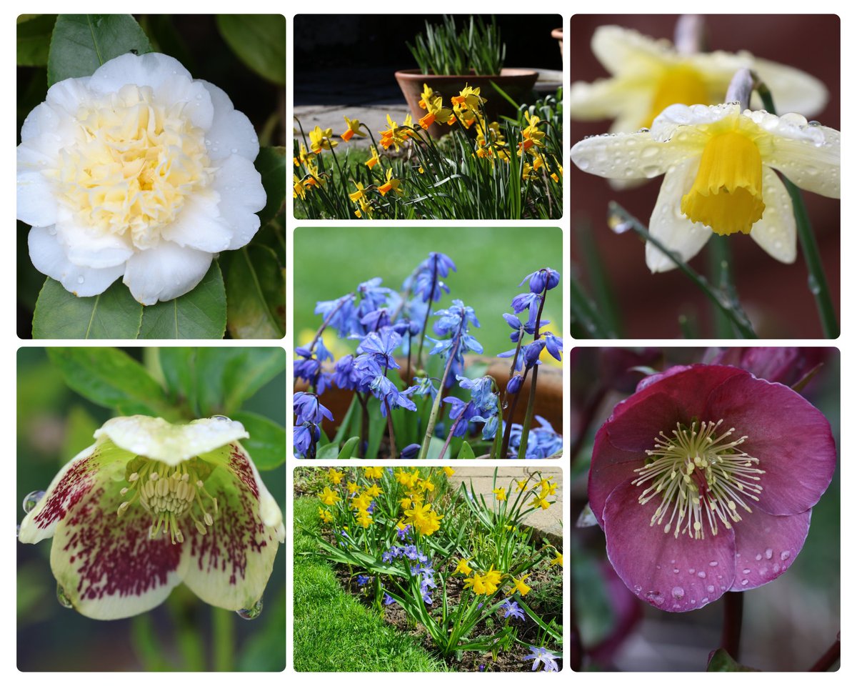 My #SevenonSunday for the last week of March #mylittlegarden #clocksgoforward #gardening #GardeningTwitter