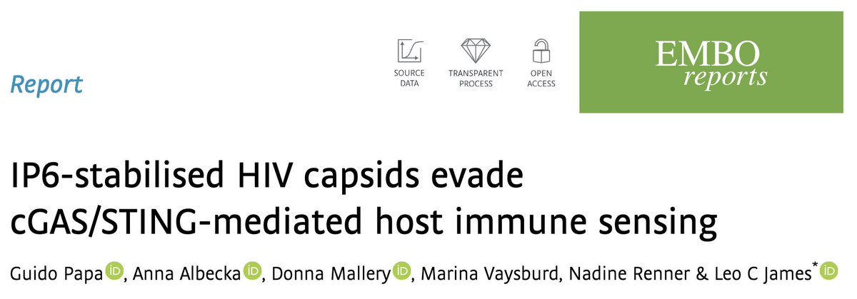 JamesLab9's tweet photo. 🤓Did you know that @JamesLab9 loves IP6 and HIV? Check out our new story on how IP6-stabilised HIV capsids evade cGAS/STING-mediated host immune sensing! 1/4 @emboreports #HIV #immunesensing https://t.co/ZoTNA0ooWf