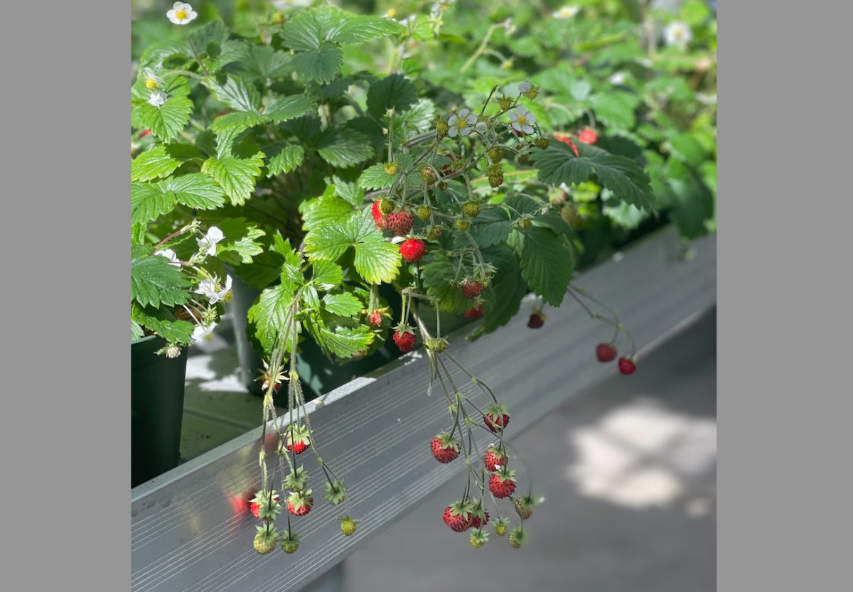 grepbeat's tweet photo. Durham startup Avalo is using machine learning to speed up the process of developing new crops: https://t.co/pvpG6FMlaI @avalo_ai https://t.co/RCvFrIN946