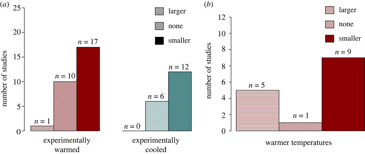RSocPublishing's tweet photo. Good afternoon @asab_conference #ASABangor ! Here's a #BiologyLetters review that might interest you => Temperature, size and developmental plasticity in birds https://t.co/9Adq2tYDBh | #developmentalplasticity #evolution https://t.co/NC5qTb2fsB