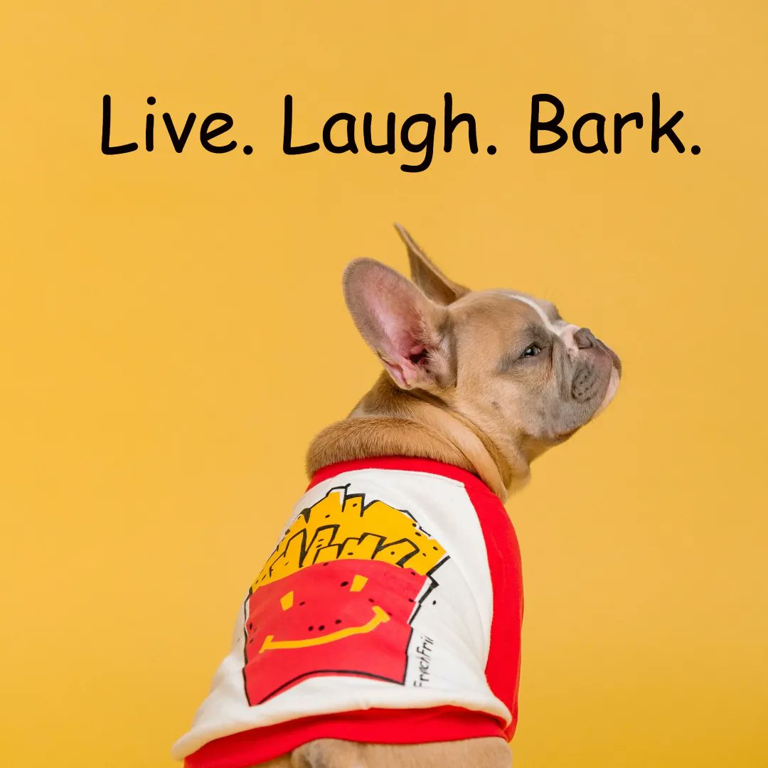 Sheltiebeast's tweet photo. My new puppy is teaching me this every day. #live #laugh #bark #ilovedogs #bestfurredfriend https://t.co/S77NZcKjhl