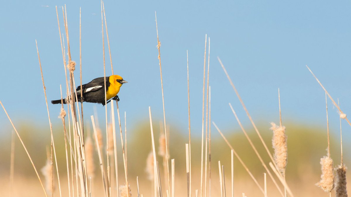 ducanada's tweet photo. Spring is here which means migratory bird species have started the journey back to their northern ranges! 🦆

#DYK one of the best times of day for birding is the first hour or two after sunrise? ☀️ Share your observations with the #DUCmigrationtracker on @inaturalist! https://t.co/Op8n0xzQgD