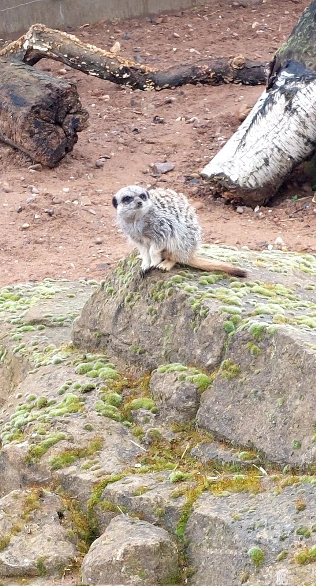 maybury_class2's tweet photo. We had a fantastic (but very wet ☔️) day @YorkshireWP - We saw, and learnt about, lots of animals! @Maybury_School @Maybury_School a https://t.co/RwEFrA2UnT
