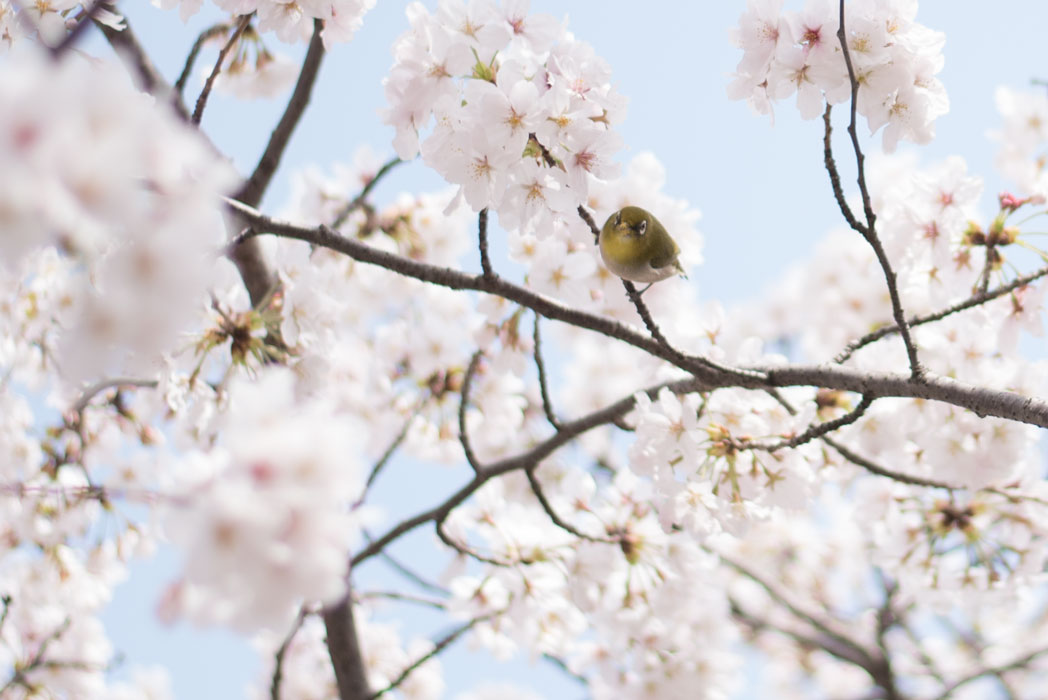 「今宵も夜桜ハンターそして昼休み単焦点しか持っていなかったためボンヤリの桜ジロー 」|藻のイラスト