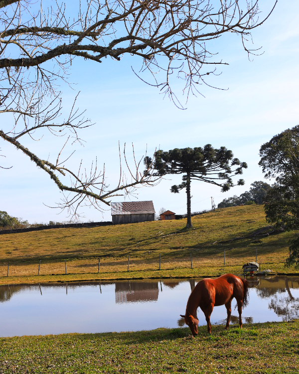 Turismo_Bento's tweet photo. Ahhh quanta tranquilidade transmite esta imagem!🐎💚

Foto: @cjaquedm
👉 #BentoPuraInspiraçao #TurismoBento #cittadelvino #valedosvinhedos #caminhosdepedra #encantosdeeulalia #valedasantas #cantinashistoricas #docepascoa #VisiteBento #Bentolovers #SerraGaucha #BentoGonçalves https://t.co/7Cuk7UpJJK