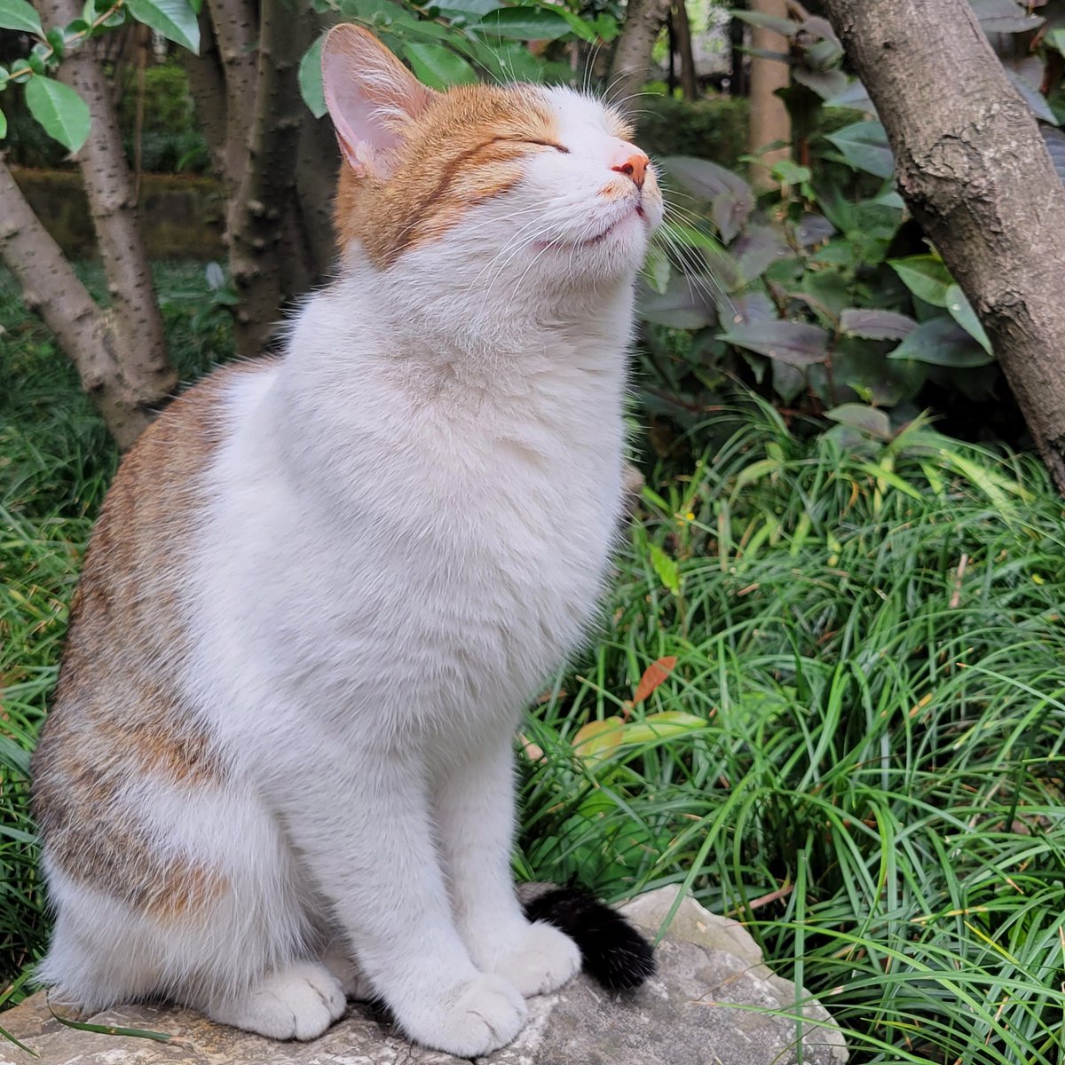 guanfuyu's tweet photo. 杜甫草堂的貓咪🐱 https://t.co/zl8l4SJUBH