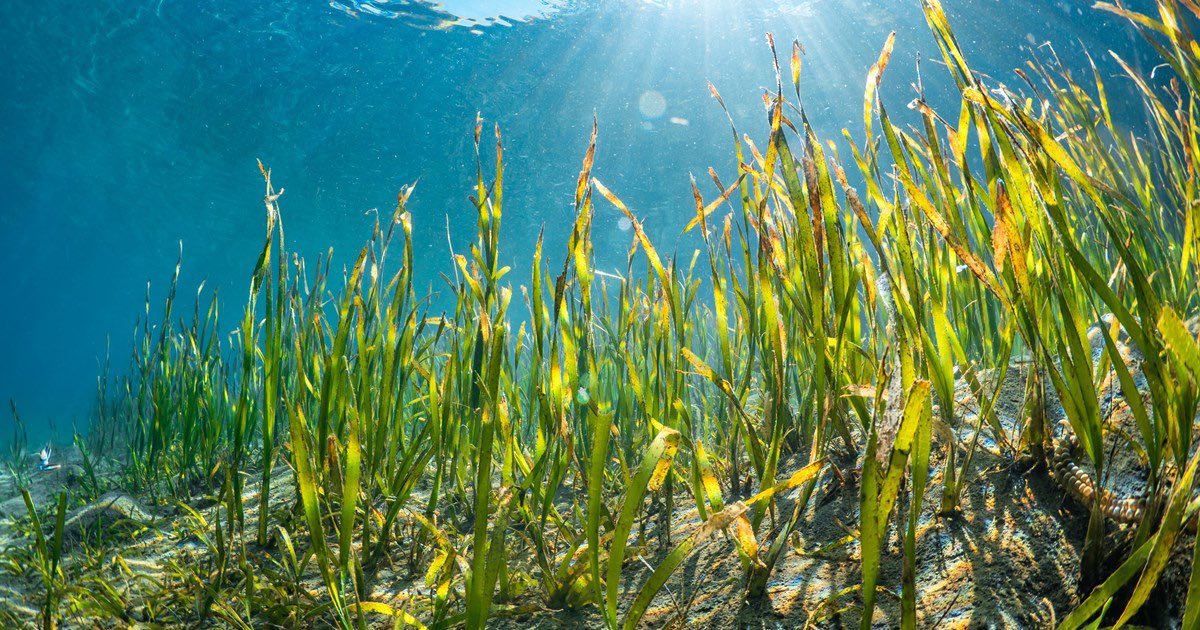 Island Evolution Lab (@island_evo_lab) on Twitter photo RT reef_combo: RT <a href="/DiseaseMatters/">Prof. Michael Sweet</a>: 🫶 fully funded PhD available in my lab👇
EXPLORING SEAGRASS MICROBIOME STEWARDSHIP TO PROMOTE HEALTHY ECOSYSTEMS UNDER VARIABLE CLIMATE CHANGE SCENARIOS
applications close midday, Friday 21 April 2023
For full de… RT reef_combo: RT <a href="/DiseaseMatters/">Prof. Michael Sweet</a>: 🫶 fully funded PhD available in my lab👇
EXPLORING SEAGRASS MICROBIOME STEWARDSHIP TO PROMOTE HEALTHY ECOSYSTEMS UNDER VARIABLE CLIMATE CHANGE SCENARIOS
applications close midday, Friday 21 April 2023
For full de…
