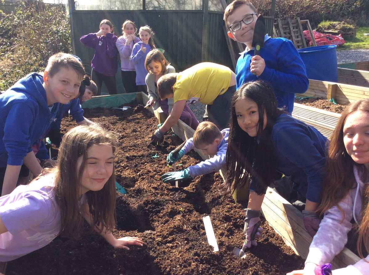 SwissValleyCP's tweet photo. Blwyddyn 5/6 PP yesterday were very busy weeding and planting potatoes in our raised beds. They have planted Pentland Javelin and Home Guard and they have all enjoyed doing outdoor learning. #outdoorlearning #plantingpotatoes https://t.co/M1s9g9530F