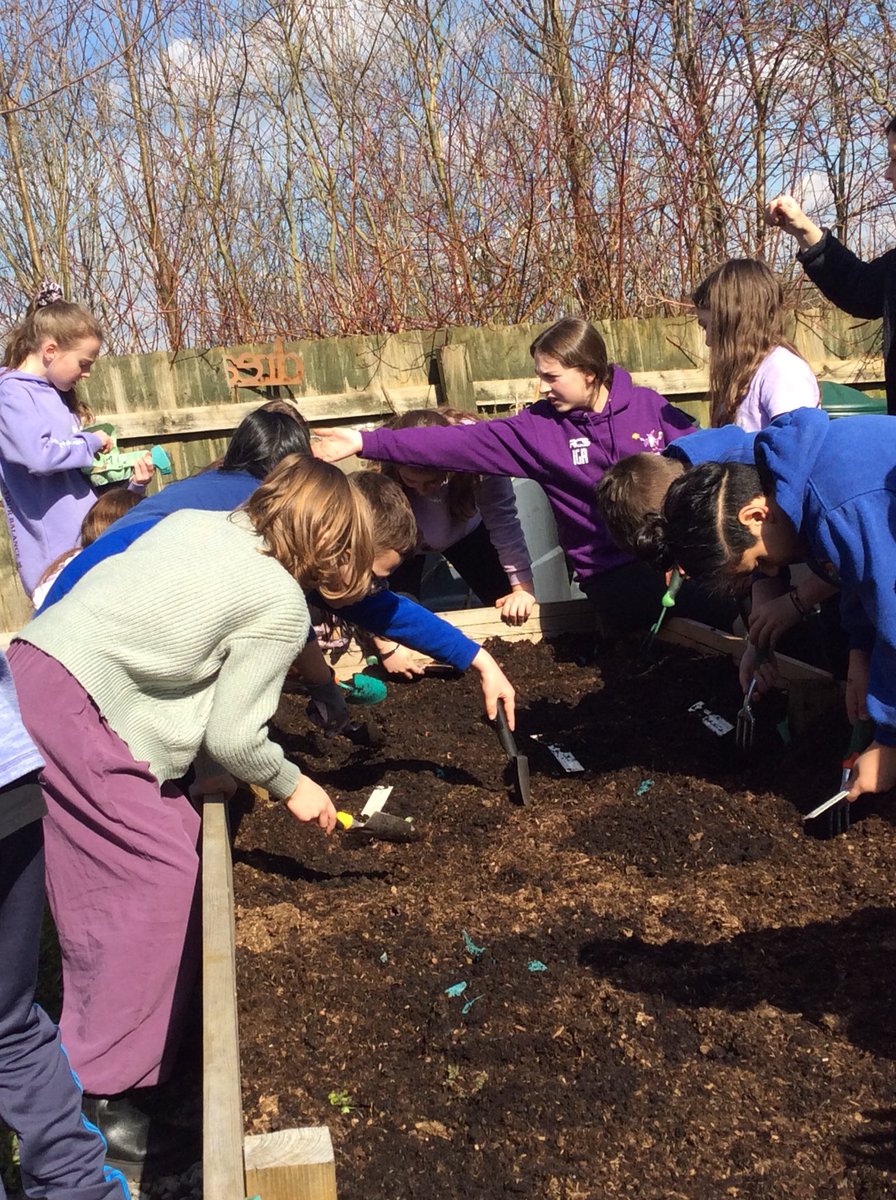 SwissValleyCP's tweet photo. Blwyddyn 5/6 PP yesterday were very busy weeding and planting potatoes in our raised beds. They have planted Pentland Javelin and Home Guard and they have all enjoyed doing outdoor learning. #outdoorlearning #plantingpotatoes https://t.co/M1s9g9530F