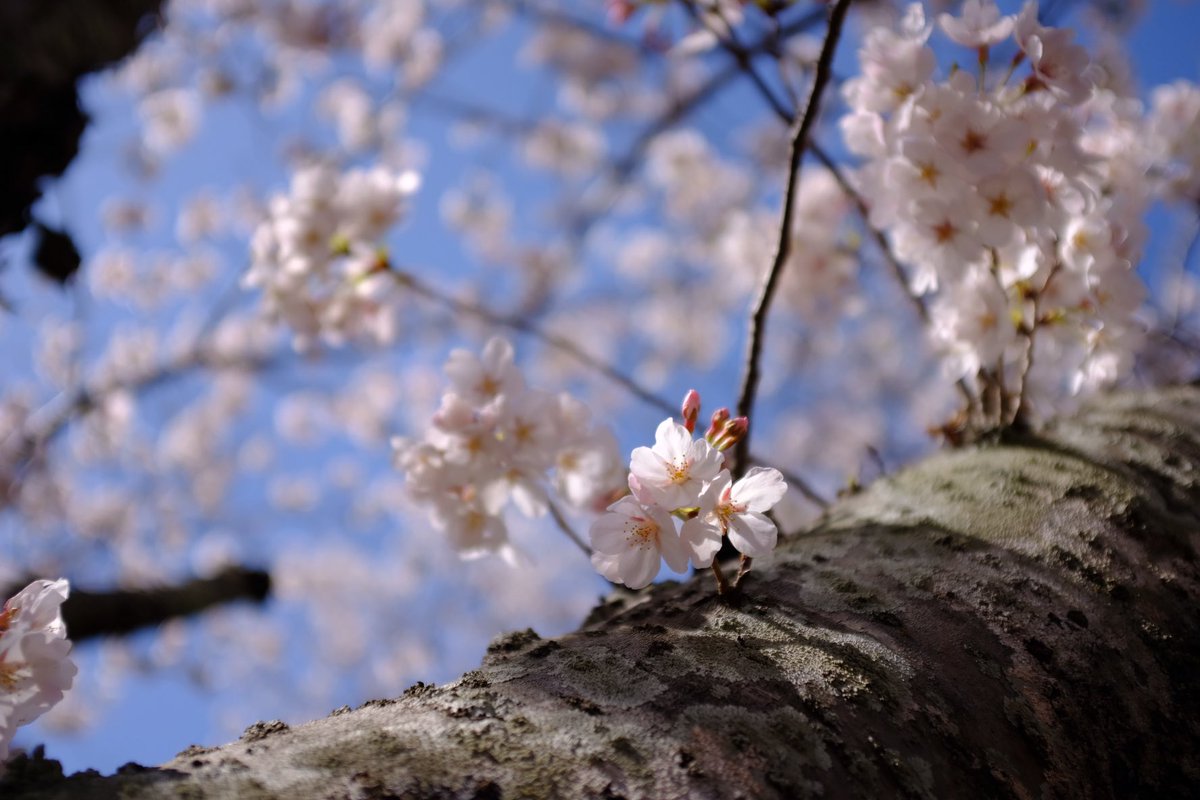 さくらさくら。
春爛漫🌸
#桜 #さくら #春爛漫 #富士フイルム #CherryBlossom #fujifilm #fujifilm_xseries #fujix100f