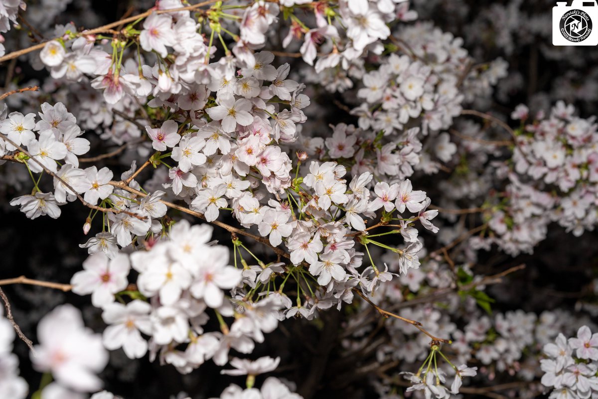 『夜の桜』

#スナップショット
#photo
#photography
#snap
#snapshot
#photoshoot
#photoshooting
#写真好きな人と繋がりがたい
#ファインダー越しの私の世界
#キリトリセカイ
#sony
#α7iii
#sigma
#sigmalens
#65mmf2dgdn
#narutaki_photo