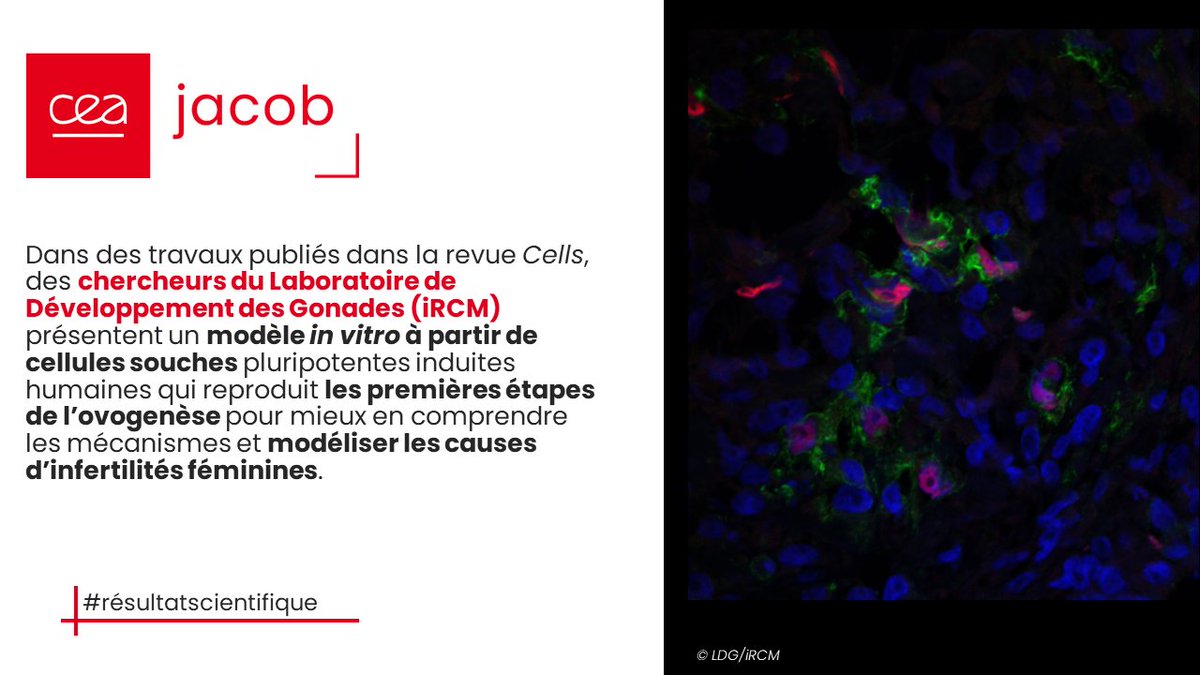 [🔬#résultatscientifique] Dans une étude <a href="/Cells_MDPI/">Cells MDPI</a>, des chercheurs du <a href="/Dev_Gonad_Paris/">Livera Lab</a> (iRCM) développent un modèle in vitro de l'#ovogenèse à partir de cellules souches pour étudier les causes d’#infertilités féminines. 
ℹ️ Pour en savoir plus 👉jacob.cea.fr/drf/ifrancoisj…