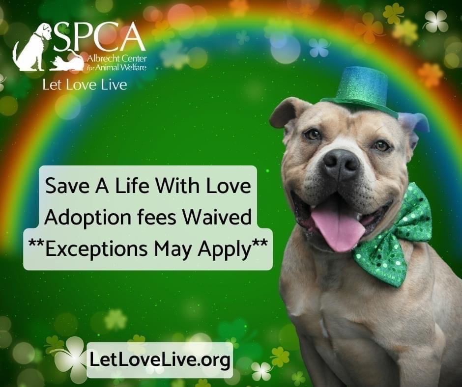 SPCAAlbrecht's tweet photo. We are packed to the brim and need your help! Save A Life With Love this month. We are waiving adoption fees; exceptions may apply! Adopt or foster (we provide all you need) any available dogs on the floor today between 11am-5pm. Located at 199 Willow Run Rd Aiken SC! https://t.co/LXlpTVAgDu