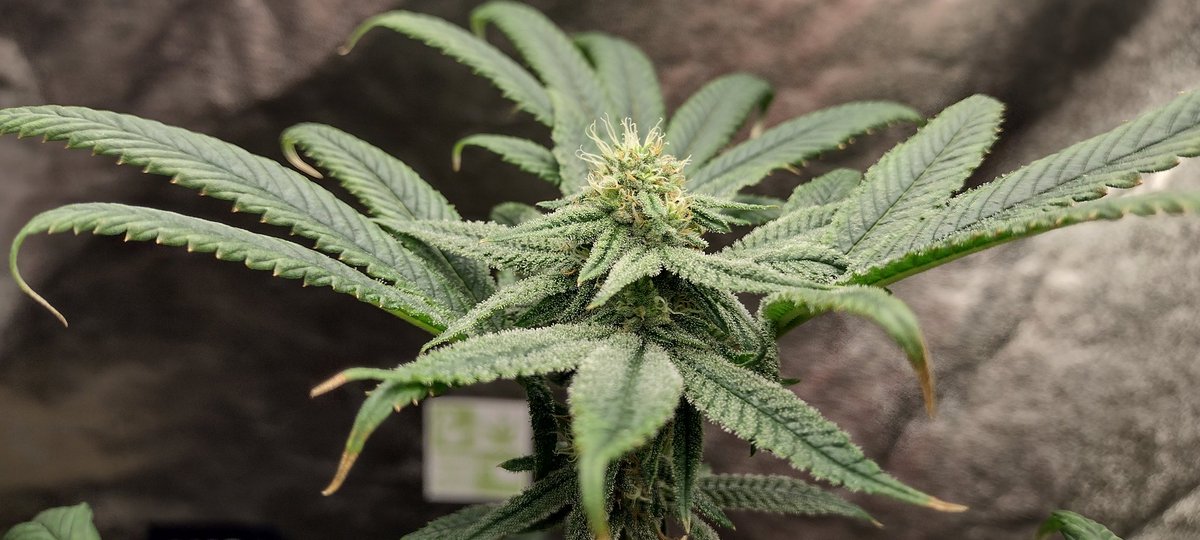 DjVisionaire's tweet image. I think this Plant got too much nitrogen, will cut back next round &amp;amp; see how she does.. Smells Good ⛽

🌱 100k
🧬 @exoticgenetix 
💡 @MarsHydroLight #Tsw2000
#CannabisCommunity #SeedTest #cannabisculture #cannabisgrower #cannabisseeds #cannabisgrowers #Mmemberville #StonerFam