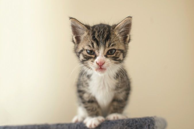 catster's tweet photo. Cat behavior does change after time in a shelter. Here are some ways to help your new rescue overcome these issues.

https://t.co/Gqgjev9M5e https://t.co/oXbISsjzPt
