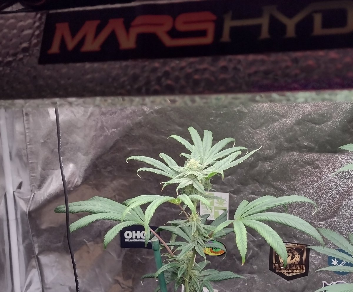 DjVisionaire's tweet image. I think this Plant got too much nitrogen, will cut back next round &amp;amp; see how she does.. Smells Good ⛽

🌱 100k
🧬 @exoticgenetix 
💡 @MarsHydroLight #Tsw2000
#CannabisCommunity #SeedTest #cannabisculture #cannabisgrower #cannabisseeds #cannabisgrowers #Mmemberville #StonerFam