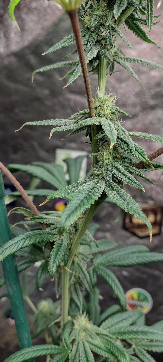 DjVisionaire's tweet image. I think this Plant got too much nitrogen, will cut back next round &amp;amp; see how she does.. Smells Good ⛽

🌱 100k
🧬 @exoticgenetix 
💡 @MarsHydroLight #Tsw2000
#CannabisCommunity #SeedTest #cannabisculture #cannabisgrower #cannabisseeds #cannabisgrowers #Mmemberville #StonerFam