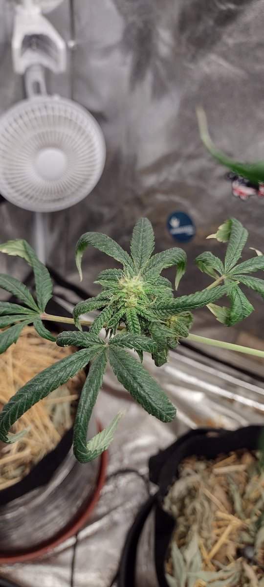 DjVisionaire's tweet image. I think this Plant got too much nitrogen, will cut back next round &amp;amp; see how she does.. Smells Good ⛽

🌱 100k
🧬 @exoticgenetix 
💡 @MarsHydroLight #Tsw2000
#CannabisCommunity #SeedTest #cannabisculture #cannabisgrower #cannabisseeds #cannabisgrowers #Mmemberville #StonerFam