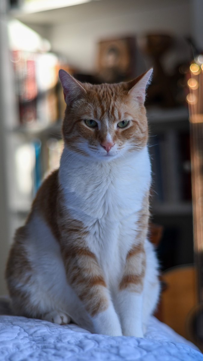 CoffeeHunterr's tweet photo. Real cat hours https://t.co/WwtR2kMewC