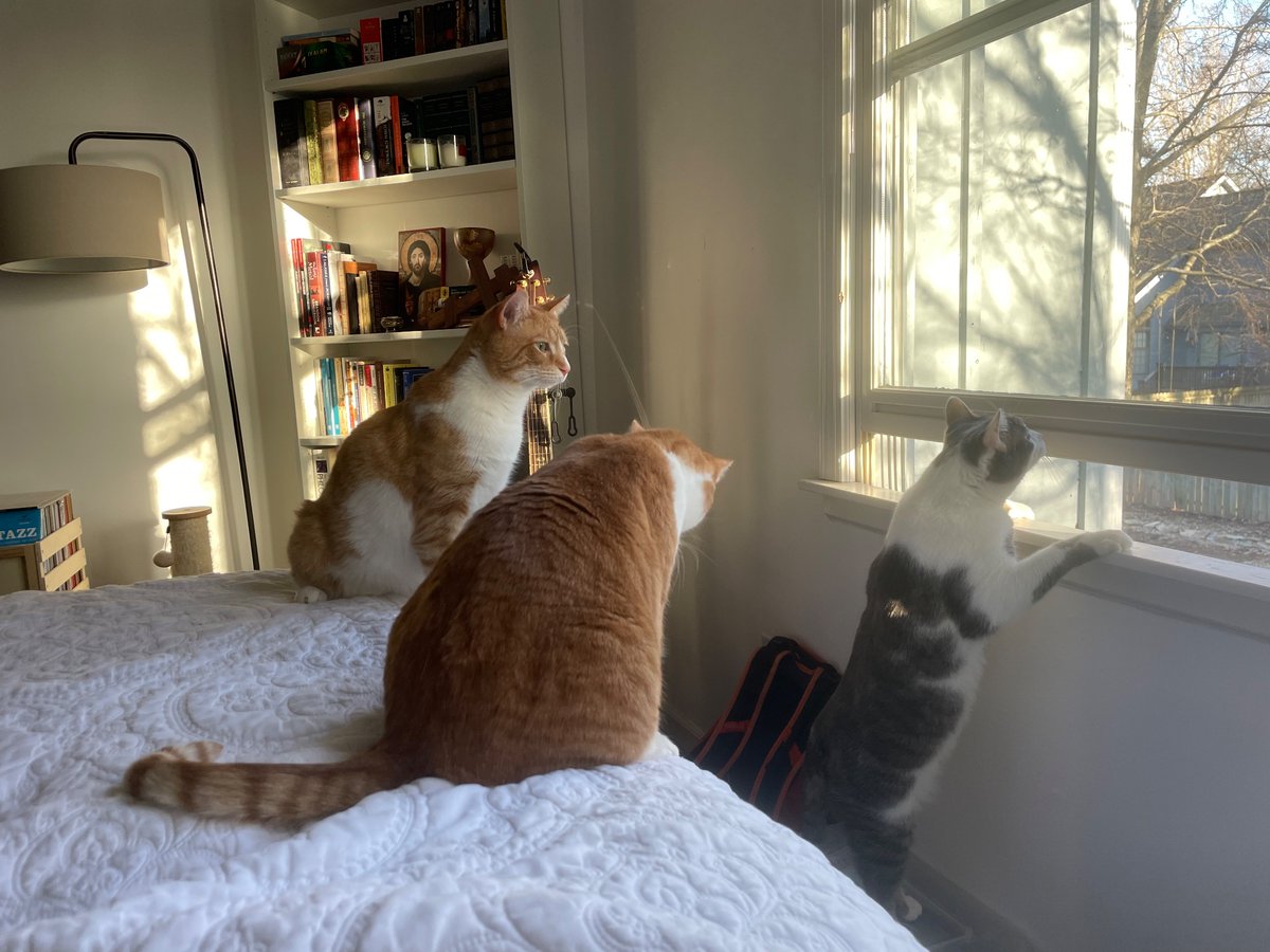 CoffeeHunterr's tweet photo. Real cat hours https://t.co/WwtR2kMewC