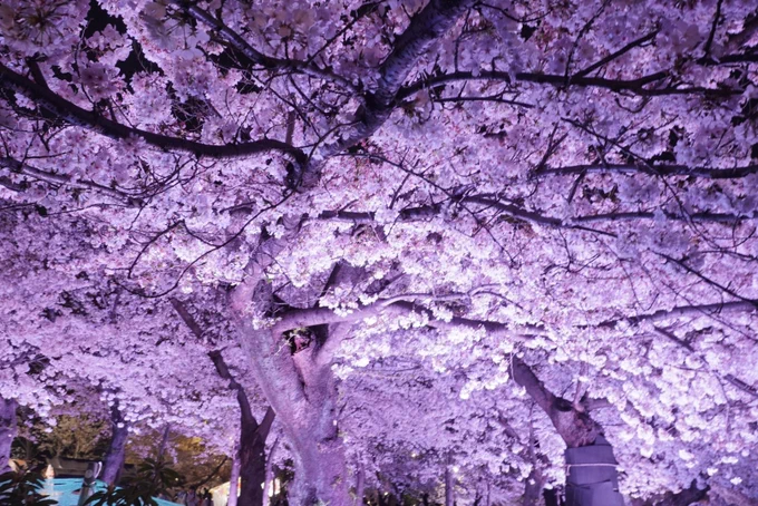 ライトアップが妖艶な感じになっていて、いい雰囲気の桜が撮れました 