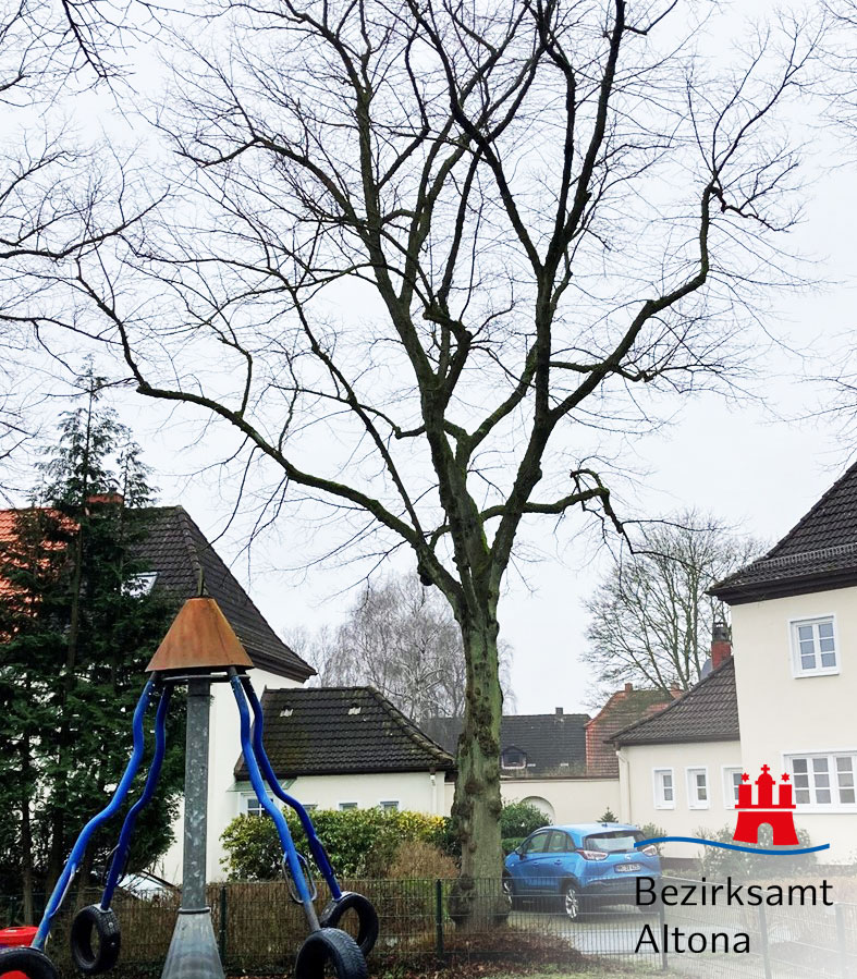 BA_Altona's tweet photo. Bei vergangenen #Baumkontrollen wurde bei einer Holländischen Linde auf dem Spielplatz Rüsternkamp ein massiver #Befall durch den #Brandkrustenpilz festgestellt. Um die Verkehrssicherheit vor Ort sicherzustellen, muss der Baum in der kommenden Woche leider gefällt werden. 🌳 https://t.co/dULBKkRKQE