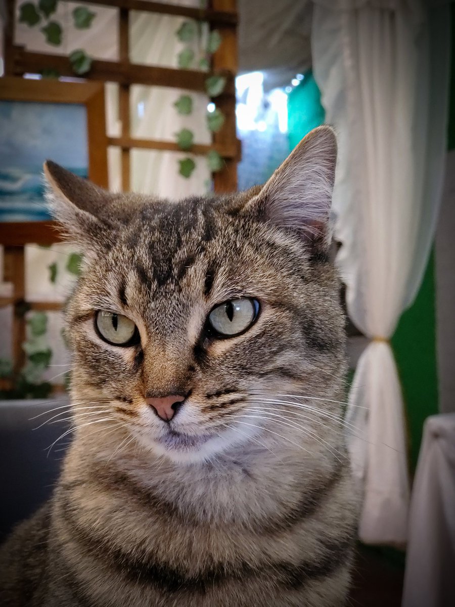Moy_121's tweet photo. 😾#gatos https://t.co/Yz1E165YGr