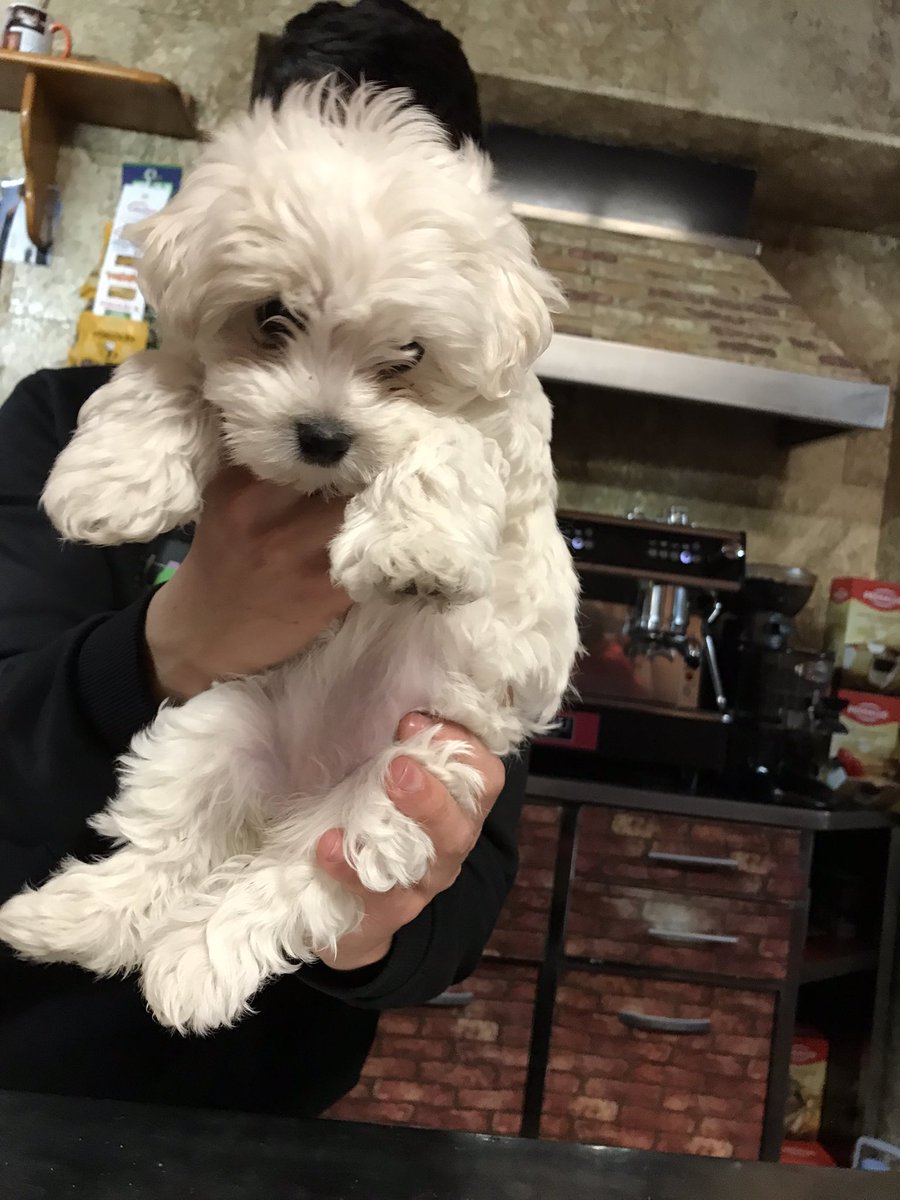 MickeySmither's tweet photo. @ChloeBellerbyMH Sorry you’ve not been well, I hope this pic of a pup in one of my local bars cheers you up. https://t.co/d2i68V3UVE