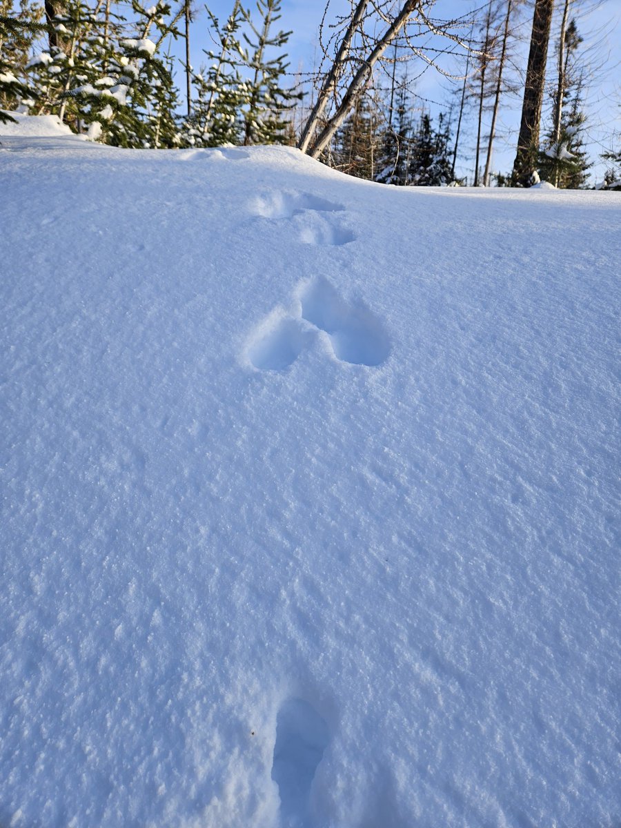 atThornhollow's tweet photo. Be veeewy veewy qwwwiet...
.
#tracks #tracking #rabbit #rabbittracks #tracktuesday #snow #snowscape #snowscene #pnw #easternoregon #hikeoregon #getoutside #bluemountains #umatillanationalforest #gratitude https://t.co/PU9admGi5t