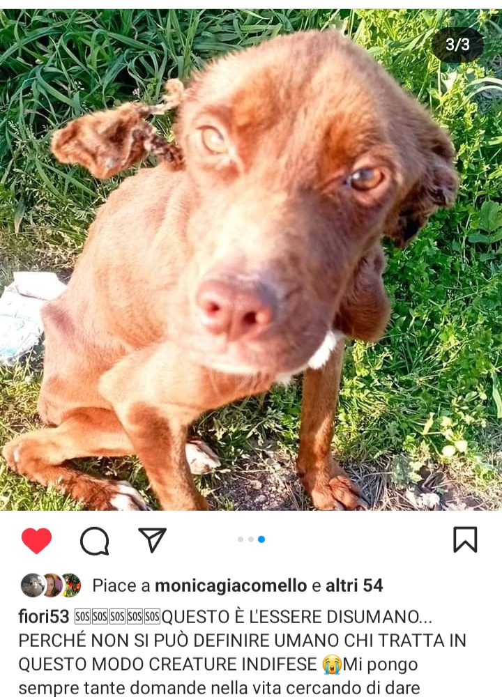 Qua la Zampa tweet media