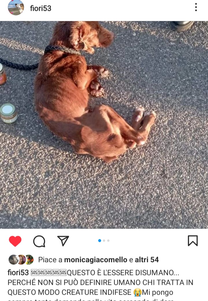 Qua la Zampa tweet media