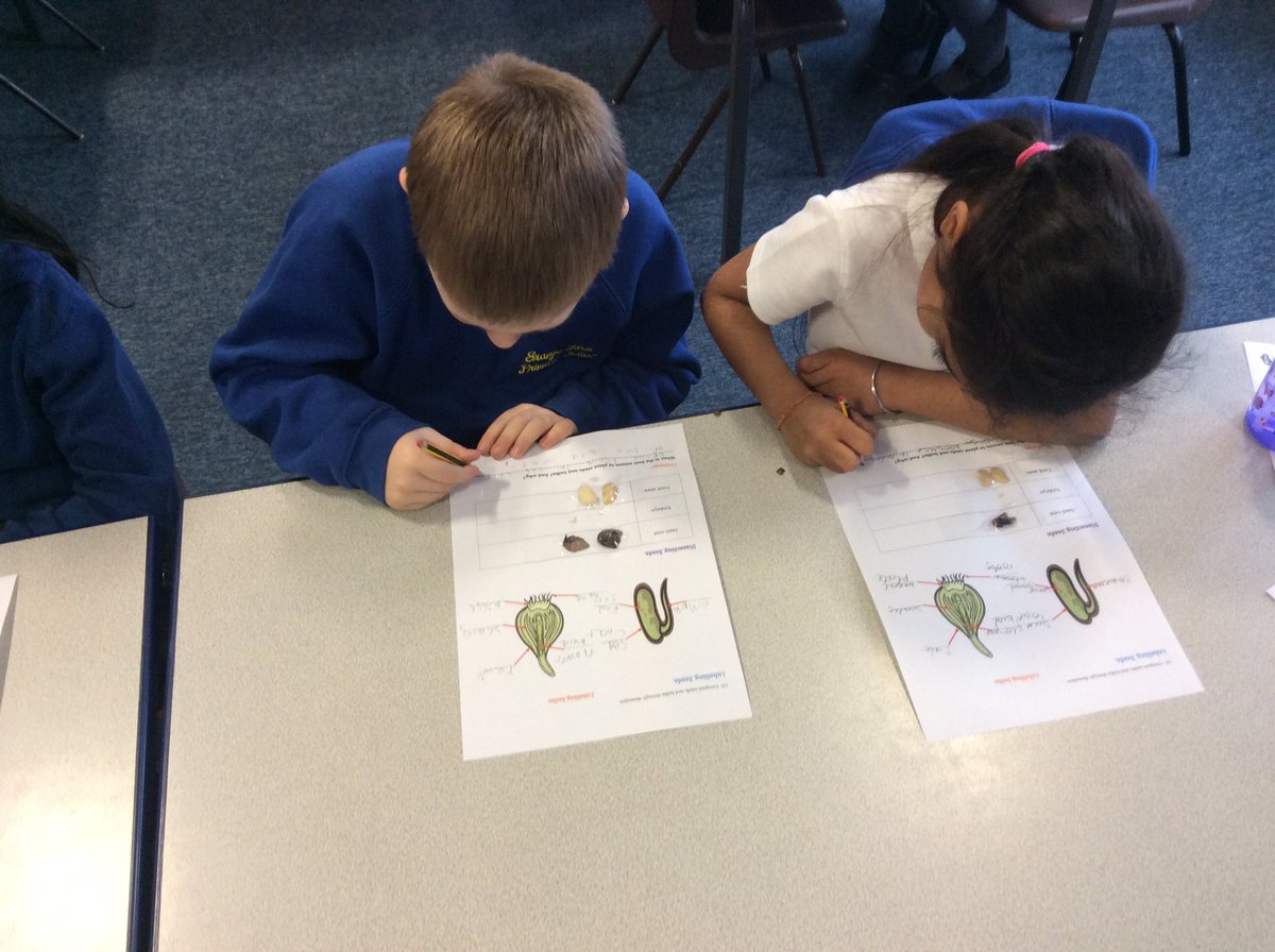gfprimarycov's tweet photo. 2L have been dissecting seeds this afternoon to learn more about how plants germinate. They’ve also been looking at the similarities and differences between seeds and bulbs. #GFYear2 #GFScience https://t.co/ZECXZHVhZa