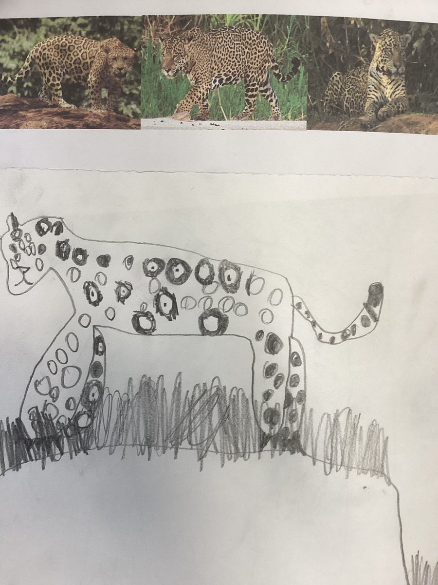 Look at our amazing animals from around the world. Do you know which continents they are from?