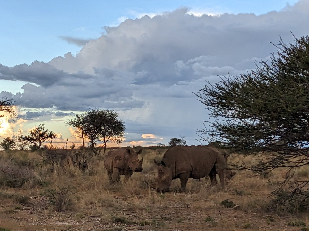Perfect evening with game drive and  white rhinos ahead and many more species. Next big step of the project will be the collaring of four Antelope species and the Implementation of innovative biologging devices to evaluate the impact of global change on these important species