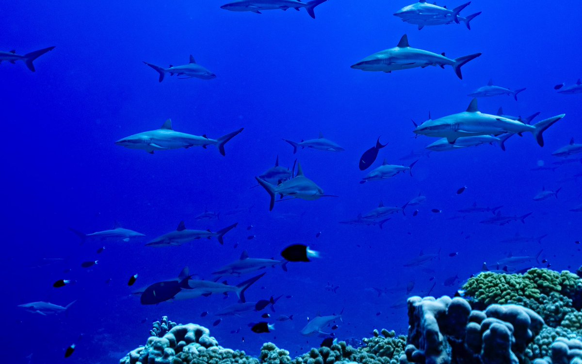 OK shark lovers, here’s a little quiz for you. There are 4 species of sharks in this photo, which can you find?

<a href="/WhySharksMatter/">Dr. David Shiffman 🦈</a> <a href="/MISS_Elasmo/">Minorities in Shark Sciences (MISS)</a> @SharkMourier <a href="/SharkColin/">Colin Simpfendorfer</a> <a href="/OCEARCH/">OCEARCH</a> @CSULBsharklab <a href="/Elasmo_Gal/">Jasmin Graham (she/her)</a> @TheSharkologist <a href="/soFISHtication/">🦈Shark Lady🦈</a>