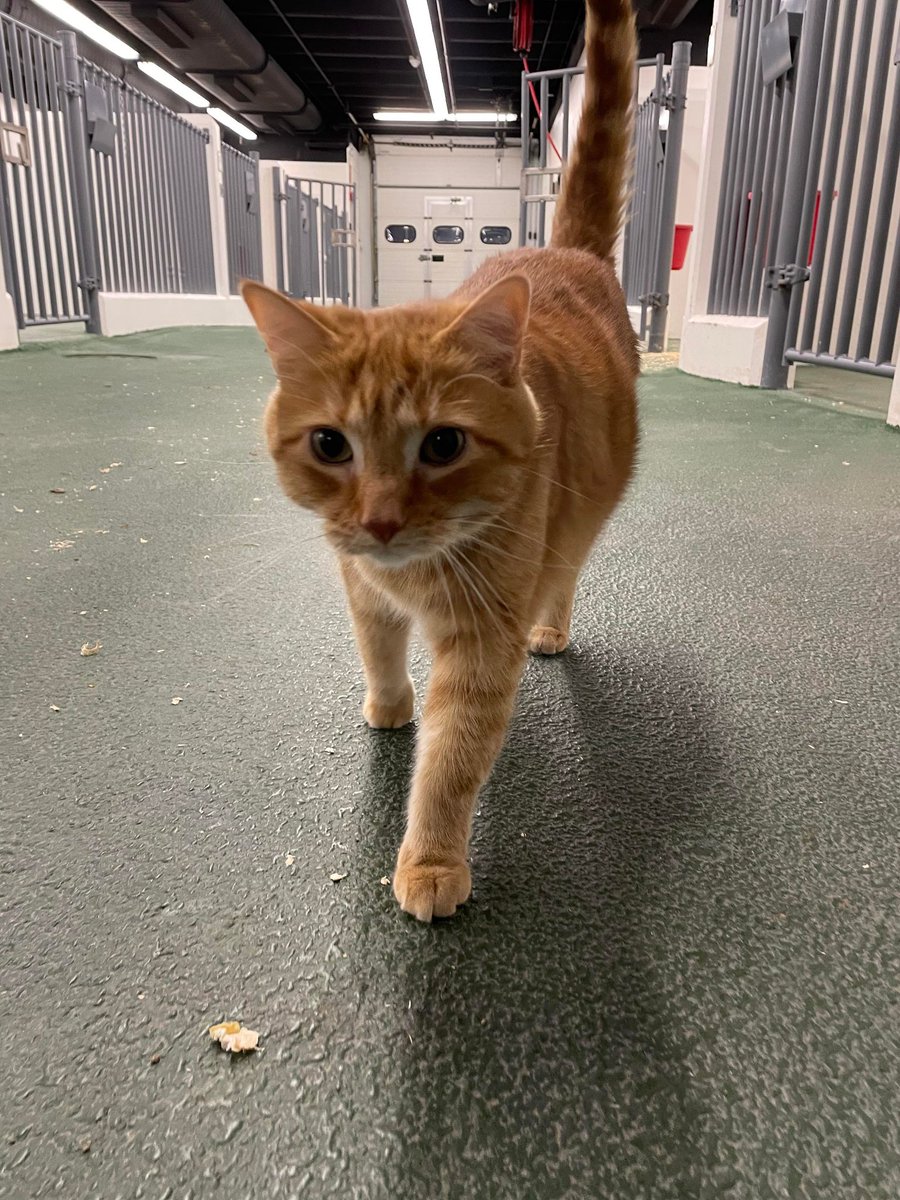 DrWilson_Meow's tweet photo. me on my way to collect ur treats &amp; adoration on #RespectYourCatDay https://t.co/neq2UwbzvO