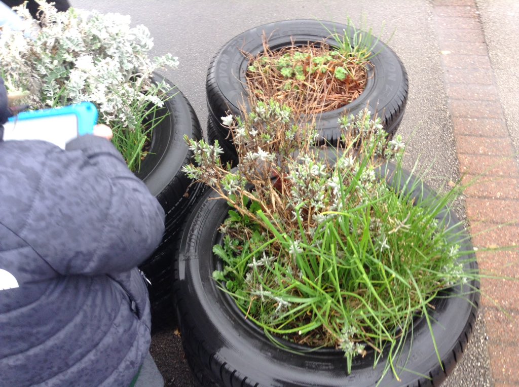 Today was beautiful weather for plants, so we thought we'd make the most of it and become botanists! 

We went outside to observe and take pictures of the parts of plants we could see around the school 🌿🌲🌸