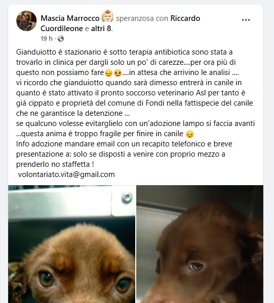 Qua la Zampa tweet media