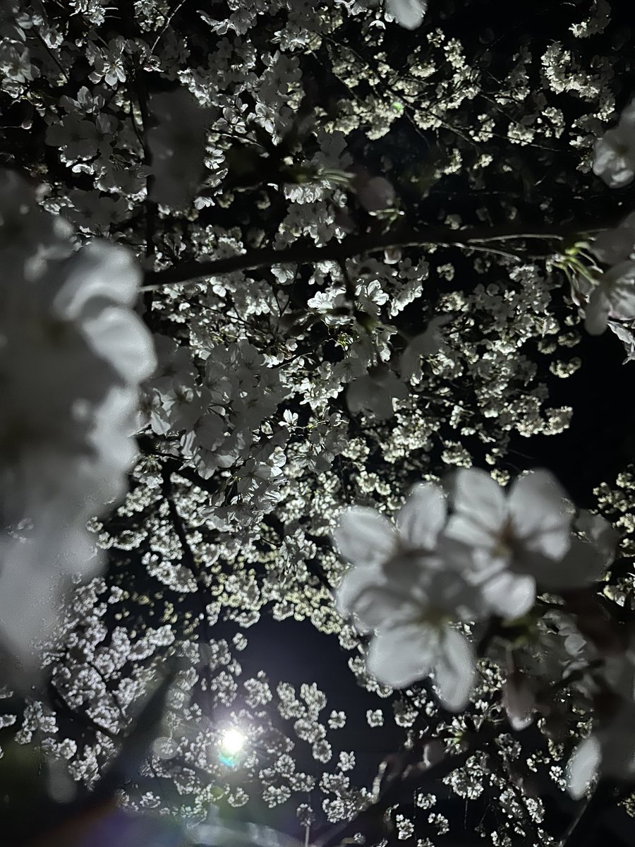 fujiken_Ray's tweet photo. 桜 https://t.co/UJMFWgaM6k