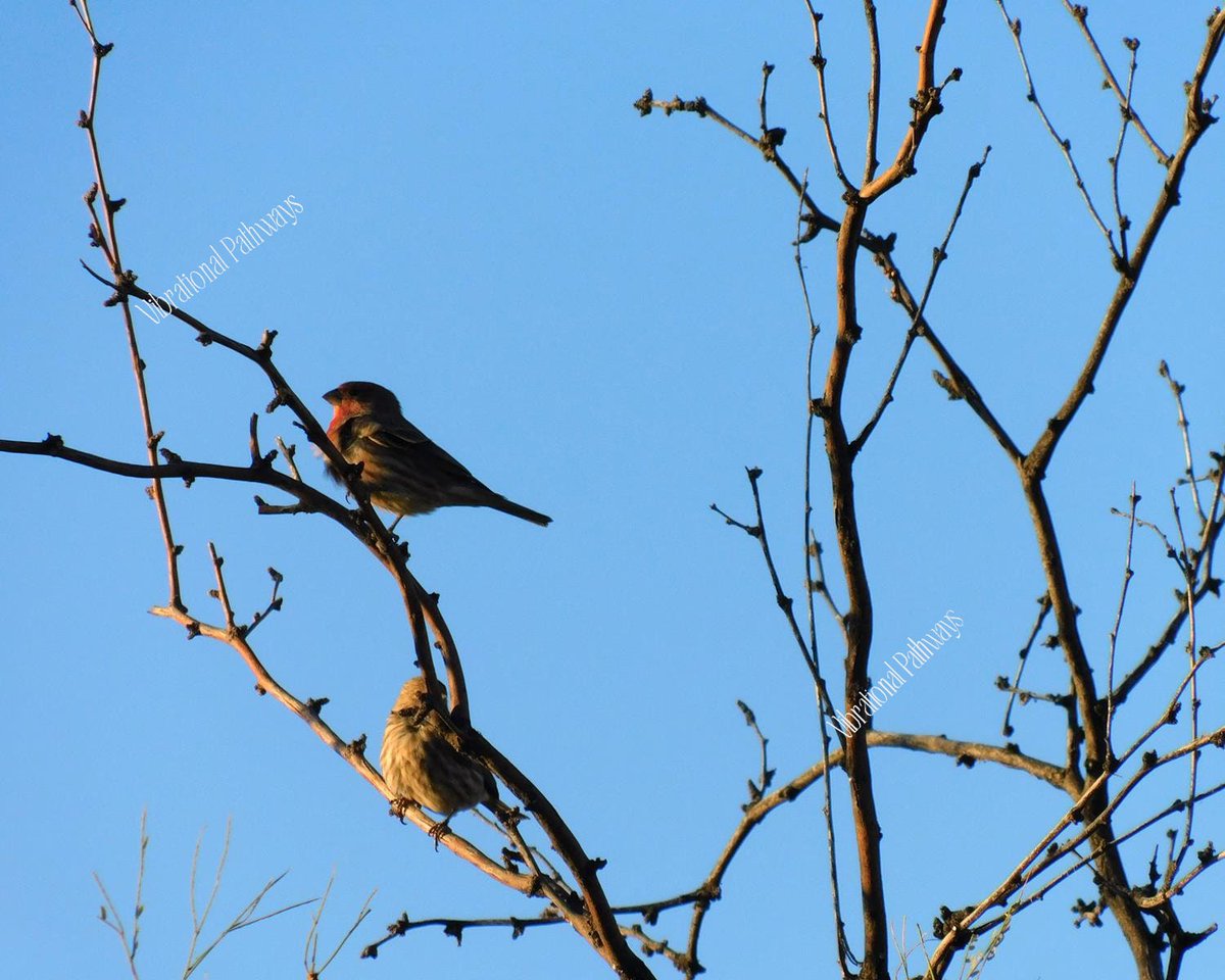 RobieJean1's tweet photo. Early Morning Song Birds in Sabino Canyon https://t.co/xP6n0lhWg1 #songBirds #naturePhotography #nature #spring #birds #photography #tree #blue #sky #mysticVenturesPhotos https://t.co/vib5Ca8r6r