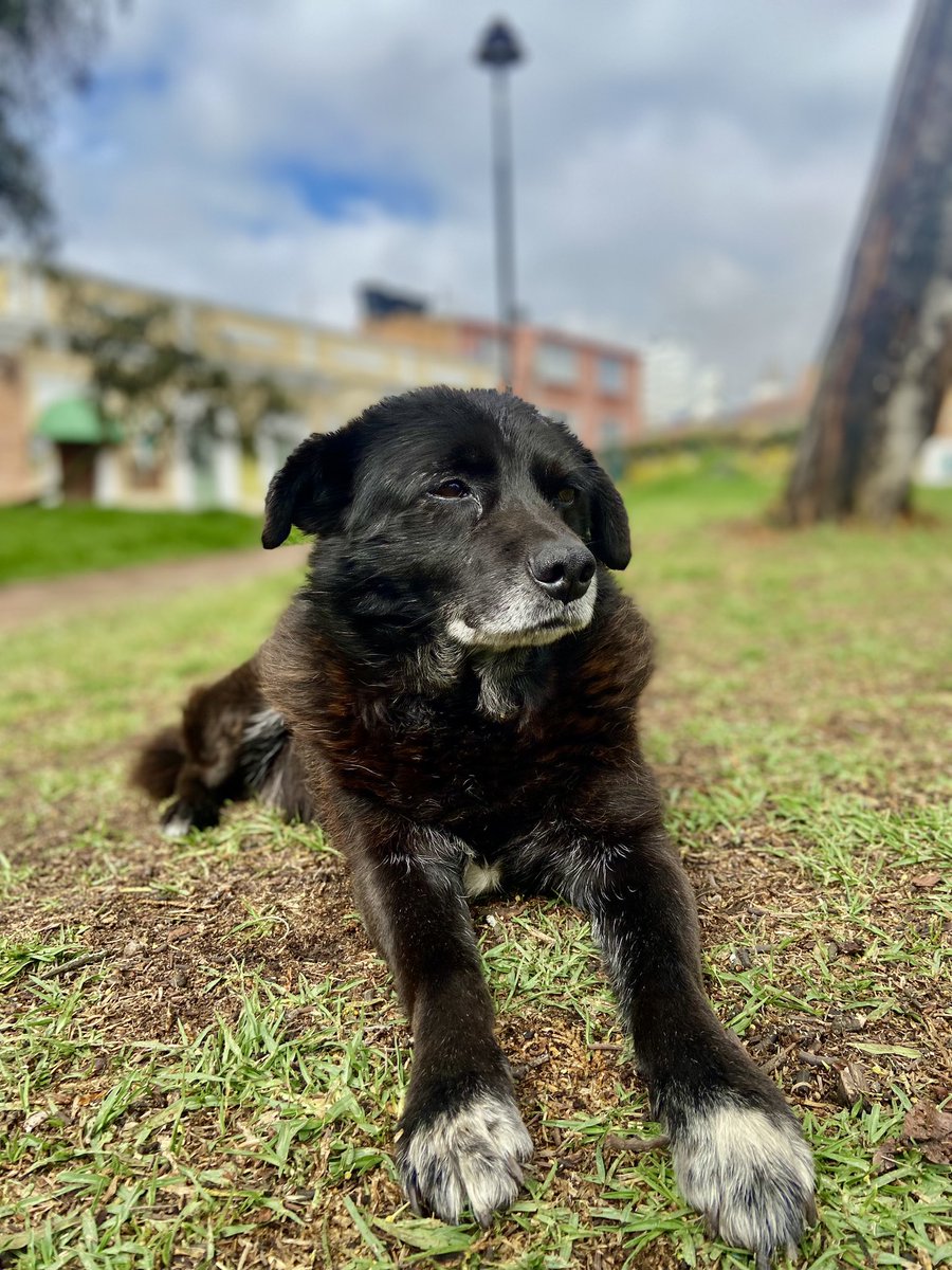 Moravillosa's tweet photo. En el parque donde llevo mis perros a pasear siempre nos encontramos a un perrito negro con media cola. Normalmente los perritos de la calle son agresivos con Doran así que no los dejo acercarse, pero este perrito siempre que los veía batía contento su media colita. https://t.co/j0WQP32XUa