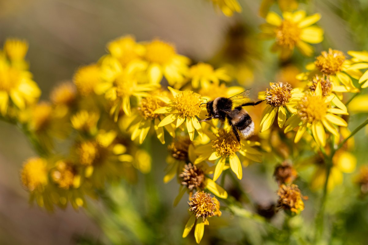 Needlefresh Direct tweet media